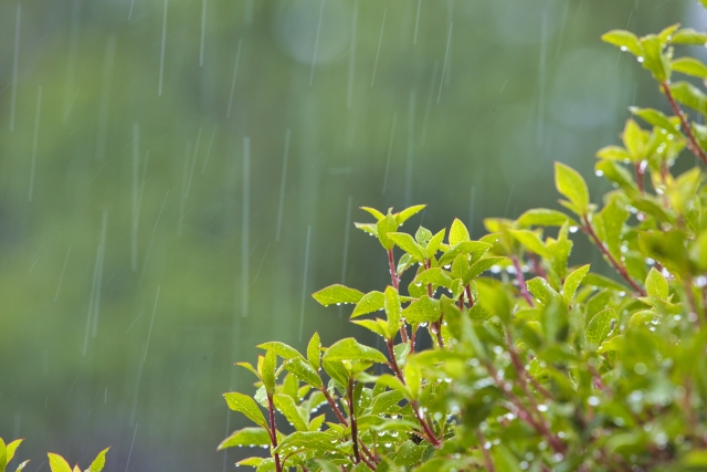 雨