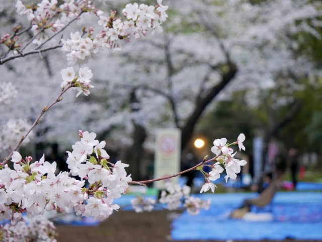 お花見